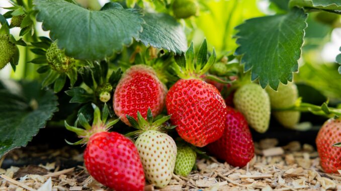 Umfrage zu Früchten und Beeren Die Landwirte in Schleswig-Holstein und Mecklenburg-Vorpommern sind mitten in der Tunnelerdbeer-Ernte. (Symbolbild)