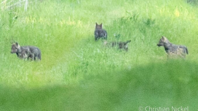 Jungtiere eines Wolfsrudels Entgegen der Prognose haben Jungtiere des Segeberger Rudels ohne ihre Mutter überlebt.