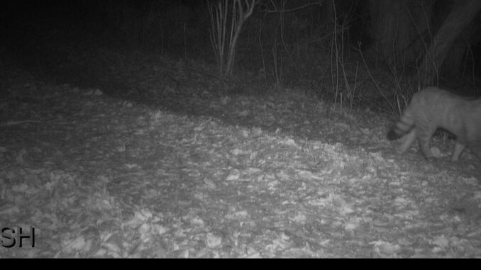 Nachweise einer Wildkatze in Schleswig-Holstein Die Art galt im Norden lange als ausgestorben.