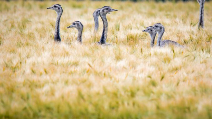 Wild lebende Nandus in Westmecklenburg Seit 2020 ging die Population der Nandus stark zurück. (Archivbild)
