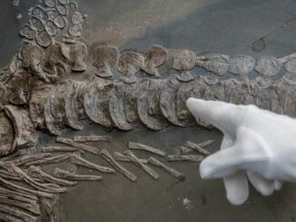 Das Fossil des Ichthyosaurus ist rund 185 Millionen Jahre alt und noch eingebettet in Gestein.