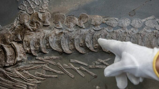 Fischsaurier für das Zoologische Museum Kiel Das Fossil des Ichthyosaurus ist rund 185 Millionen Jahre alt und noch eingebettet in Gestein.