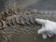 Das Fossil des Ichthyosaurus ist rund 185 Millionen Jahre alt und noch eingebettet in Gestein.