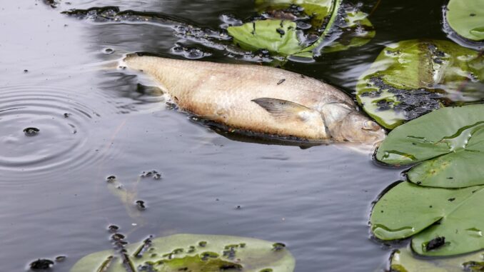 Fischsterben in Hamburg Das Aktionsbündnis «Lebendige Tideelbe» fordert die Rücknahme der Elbvertiefung. (Archivbild)