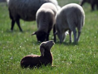 Laut einer Sprecherin des Umweltministeriums wurden 76 Tiere getötet. (Symbolbild)