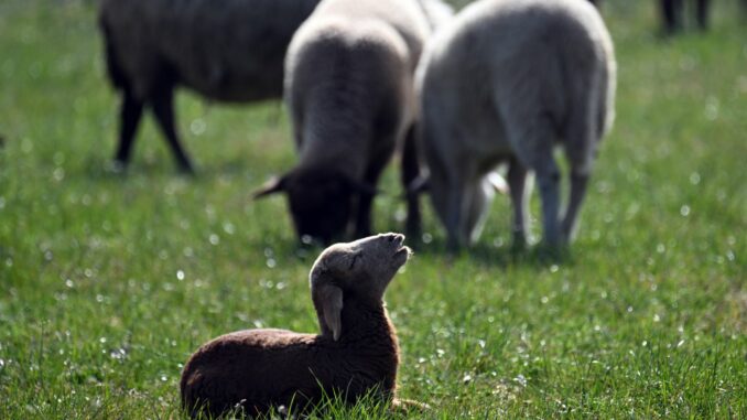 Schafe weiden am Rheinufer - Wetter im Westen Laut einer Sprecherin des Umweltministeriums wurden 76 Tiere getötet. (Symbolbild)