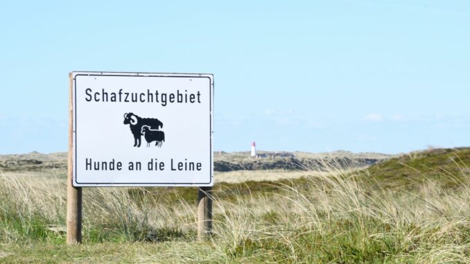 Peta kritisiert Abschuss-Erlaubnis für Goldschakal auf Sylt Auf dem Ellenbogen in List (Sylt) sind mindestens zehn Schafe und Lämmer getötet worden. (Archivbild)