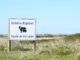 Auf dem Ellenbogen in List (Sylt) sind mindestens zehn Schafe und Lämmer getötet worden. (Archivbild)