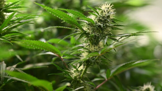 Cannabispflanze Vereine können seit dem 1. Juli 2024 Anträge für Cannabis-Anbauvereinigungen stellen. (Symbolbild)