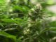Vereine können seit dem 1. Juli 2024 Anträge für Cannabis-Anbauvereinigungen stellen. (Symbolbild)