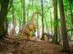 Im Wildpark Schwarze Berge können Besucher die Spuren der Dinosaurier verfolgen.