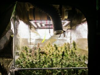 Ein Jahr nach der Legalisierung des Cannabisanbaus gibt es in Hamburg zehn zugelassene Anbauvereingungen.