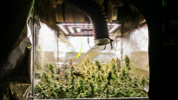 Cannabis Ein Jahr nach der Legalisierung des Cannabisanbaus gibt es in Hamburg zehn zugelassene Anbauvereingungen.