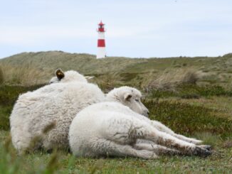 Fast 100 Lämmer und andere Schafe hat ein Schakal auf Sylt seit Mai getötet - auch auf dem Ellenbogen in List (Archivbild).