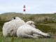 Fast 100 Lämmer und andere Schafe hat ein Schakal auf Sylt seit Mai getötet - auch auf dem Ellenbogen in List (Archivbild).
