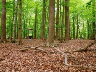 Das Monitoring soll neue Erkenntnisse für den naturnahen Waldbau und den integrativen Waldnaturschutz liefern.