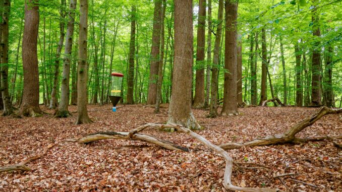 Artenvielfalt-Monitoring in Schleswig-Holstein Das Monitoring soll neue Erkenntnisse für den naturnahen Waldbau und den integrativen Waldnaturschutz liefern.