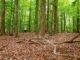 Das Monitoring soll neue Erkenntnisse für den naturnahen Waldbau und den integrativen Waldnaturschutz liefern.
