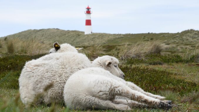 Schafe auf Sylt Der Goldschakal, der auf Sylt Dutzende Lämmer gerissen hat, darf wieder gejagt werden (Archivbild).