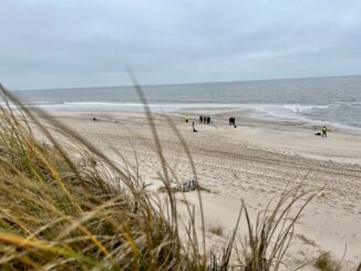 Am Rantumer Strand auf Sylt hat die Polizei einen Hund erschossen, nachdem dieser seinen Besitzer schwer verletzt hat. (Symbolfoto)