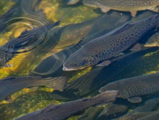 Mit der neuen Sohlgleite wird das letzte große Wanderhindernis für Fische beseitigt (Archivbild).