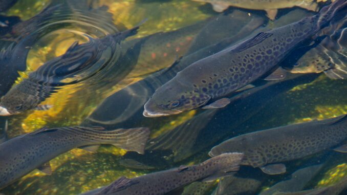 Forellen Mit der neuen Sohlgleite wird das letzte große Wanderhindernis für Fische beseitigt (Archivbild).