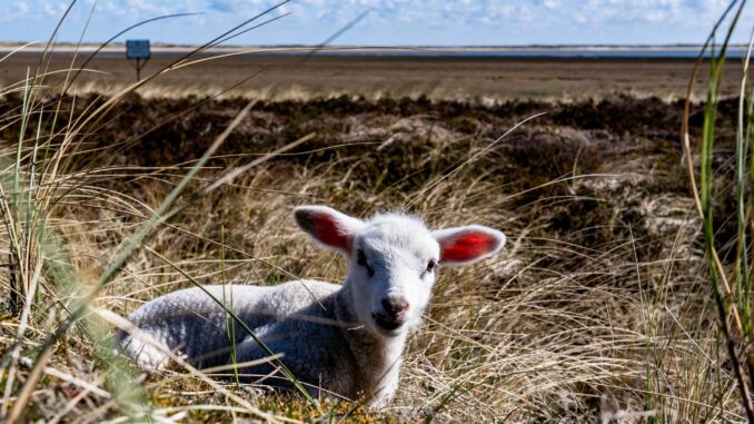 Coronavirus - Gemeinde Sylt stimmt für Modellregion-Teilnahme Auf dem Ellenbogen in List (Sylt) hatte der Goldschakal seit Mai mehrere Lämmer gerissen. (Archivbild)