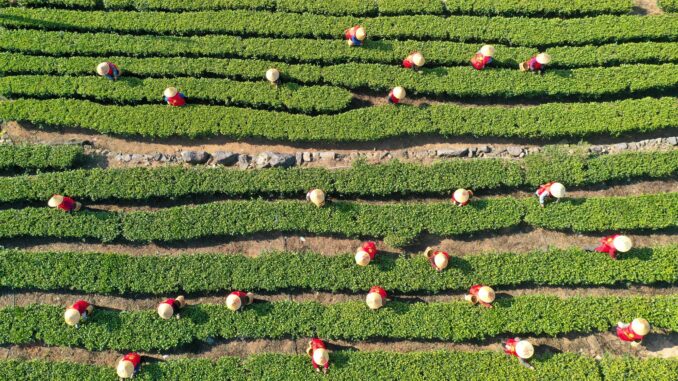 Tee-Ernte in China China hat im vergangenen Jahr rund 3,74 Millionen Tonnen Tee geerntet. (Archivbild)