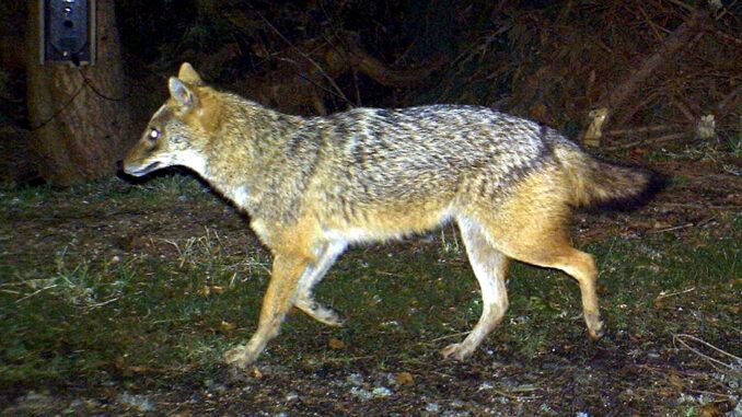 Goldschakal Ein Goldschakal im Bayerischen Wald. (Symbolfoto)