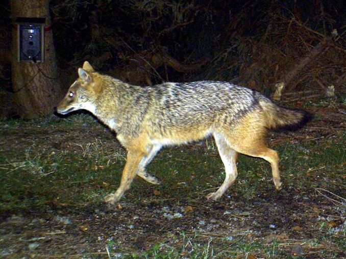 Ein Goldschakal im Bayerischen Wald. (Symbolfoto)