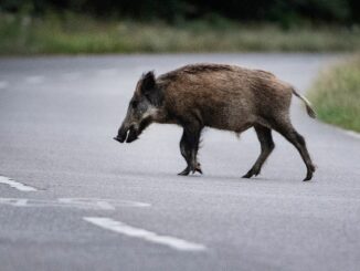 Das Wildschwein verendete am Unfallort. (Symbolbild)