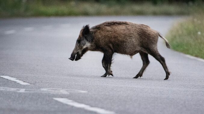 Wildschwein auf Straße Das Wildschwein verendete am Unfallort. (Symbolbild)