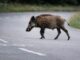 Das Wildschwein verendete am Unfallort. (Symbolbild)