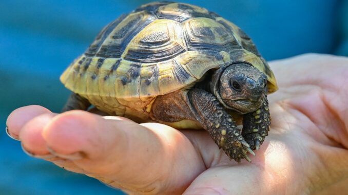 Bei einer Streifenfahrt in Risum-Lindhom entdeckten Polizisten eine Griechische Landschildkröte. (Symbolbild).