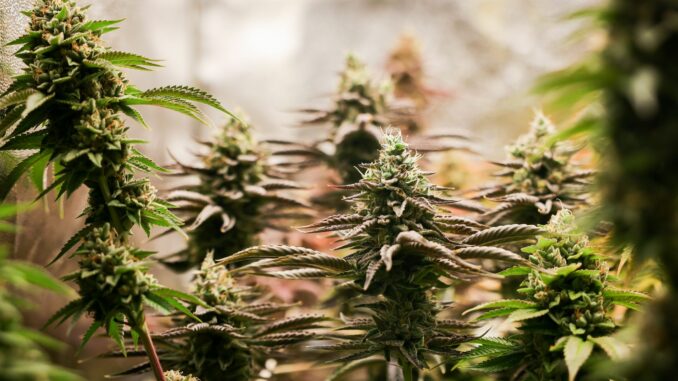 Cannabis (Symbolbild) Neben den Pflanzen wurden auch weitere Beweismittel sichergestellt. (Symbolbild)
