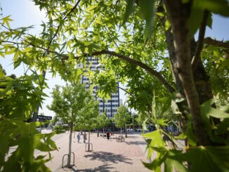 Umweltsenatorin Fegebank zieht für Hamburg positive Baumbilanz (Archivbild).