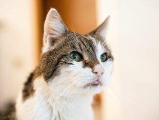 Wegen der Aussetzung eines Katers muss sich ein 33-jähriger Mann vor dem Amtsgericht Schwarzenbek verantworten. (Symbolbild)