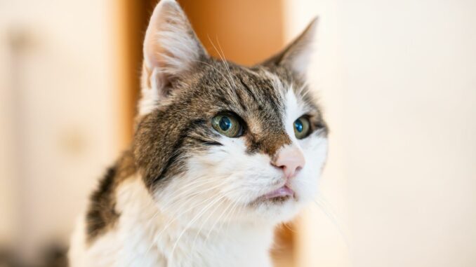 Ein Kater Wegen der Aussetzung eines Katers muss sich ein 33-jähriger Mann vor dem Amtsgericht Schwarzenbek verantworten. (Symbolbild)