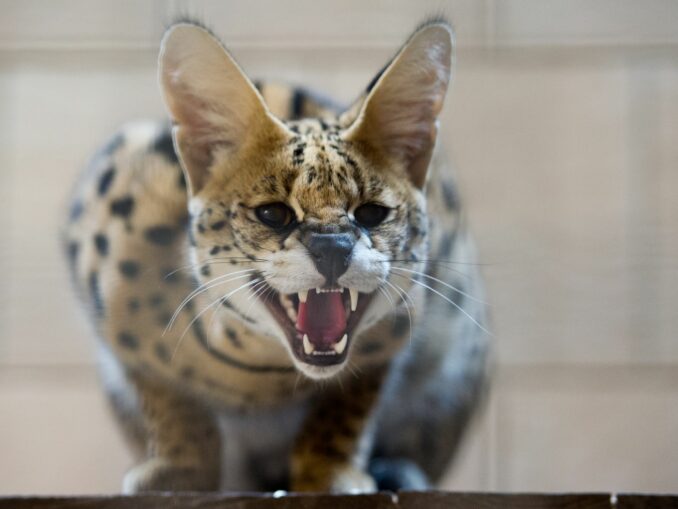 Die im Kreis Stormarn entlaufene Serval-Wildkatze ist eingefangen worden. (Symbolbild)