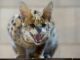 Die im Kreis Stormarn entlaufene Serval-Wildkatze ist eingefangen worden. (Symbolbild)