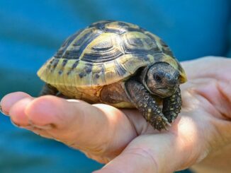 Bei einer Streifenfahrt in Risum-Lindhom entdeckten Polizisten eine Griechische Landschildkröte. (Symbolbild)