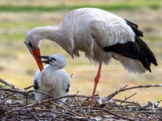 Die ersten Hamburger Jungstörche machen aktuell ihre Flugversuche. (Archivbild)