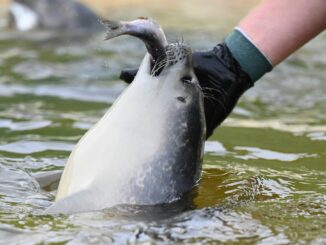 Im Sommer werden mehrere Tonnen Fisch pro Woche verfüttert.