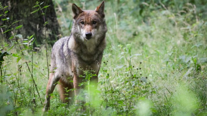 Bei Wahlstedt ist ein Wolf angefahren worden - er hat den Unfall nicht überlebt. (Symbolbild)