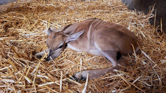 Elenantilopen-Jungtier Nadia Mit der Geburt von Elenantilopen-Jungtier Nadia beteiligt sich der Tierpark Hagenbeck am Schutz einer bedrohten Tierart.