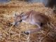 Mit der Geburt von Elenantilopen-Jungtier Nadia beteiligt sich der Tierpark Hagenbeck am Schutz einer bedrohten Tierart.
