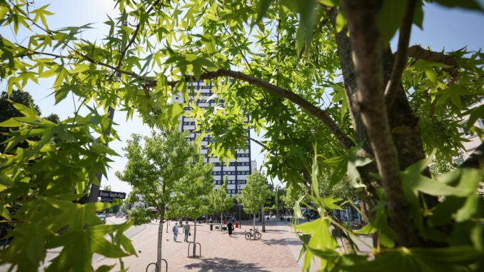 Junge Stadtbäume Hamburg ist als «Europäische Stadt der Bäume» ausgezeichnet worden. (Archivbild)