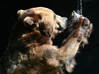 Kamtschatka-Bär Leonid kaut an einer Eisbombe mit Fischfüllung.