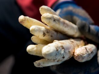 Die Spargelbauern im Norden haben 2025 eine größere Ernte eingefahren. (Symbolbild)