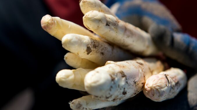Frisch gestochener Spargel Die Spargelbauern im Norden haben 2025 eine größere Ernte eingefahren. (Symbolbild)